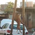 8 dogs hanged from Mayotte 