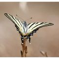 Iphiclides podalirius (le flambé)