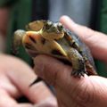 CANADA - Agrandissement d'une aire protégée pour sauver les Tortues mouchetées