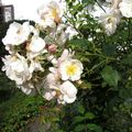 Au jardin, à Bourbach le Haut, dans la ferme de Niederwyhl, le 9 septembre 2014 :