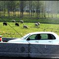 Moutons d'autoroute