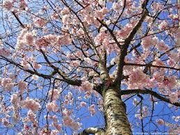 Concours de printemps !!! 