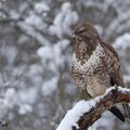 Buse variable et épervier d'Europe