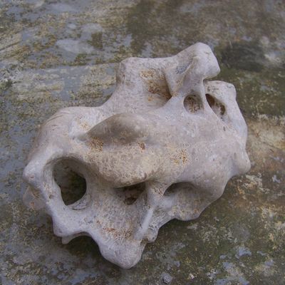 mutations 2 méandres sédimentaires ou souffle vital