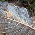 Premières gelées de l' Hiver 