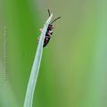 Amateur d'orge * Amateur of barley