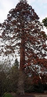 SEQUOIA GEANT DU JARDIN BOTANIQUE A TOURS