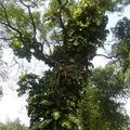 Voyage au Sri Lanka - découverte de la cité mythique d'Anarâdhapura