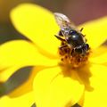 Famille des Hyménoptères , 6-8 mm , Halictus tumulorum ?