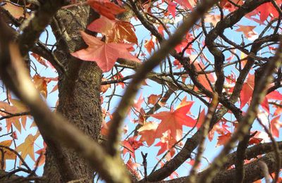 COULEURS D'AUTOMNE