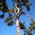 PLUSIEURS RENCONTRES DANS LA SIERRA (MONTAGNE) DE MADRID...