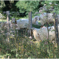 Moutons, fleurs des champs et couleurs d'automne..