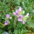 Erodium musqué