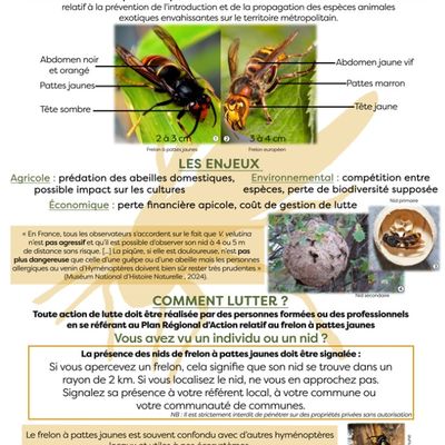 lutte contre le frelon asiatique