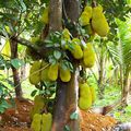 Le Jack fruit