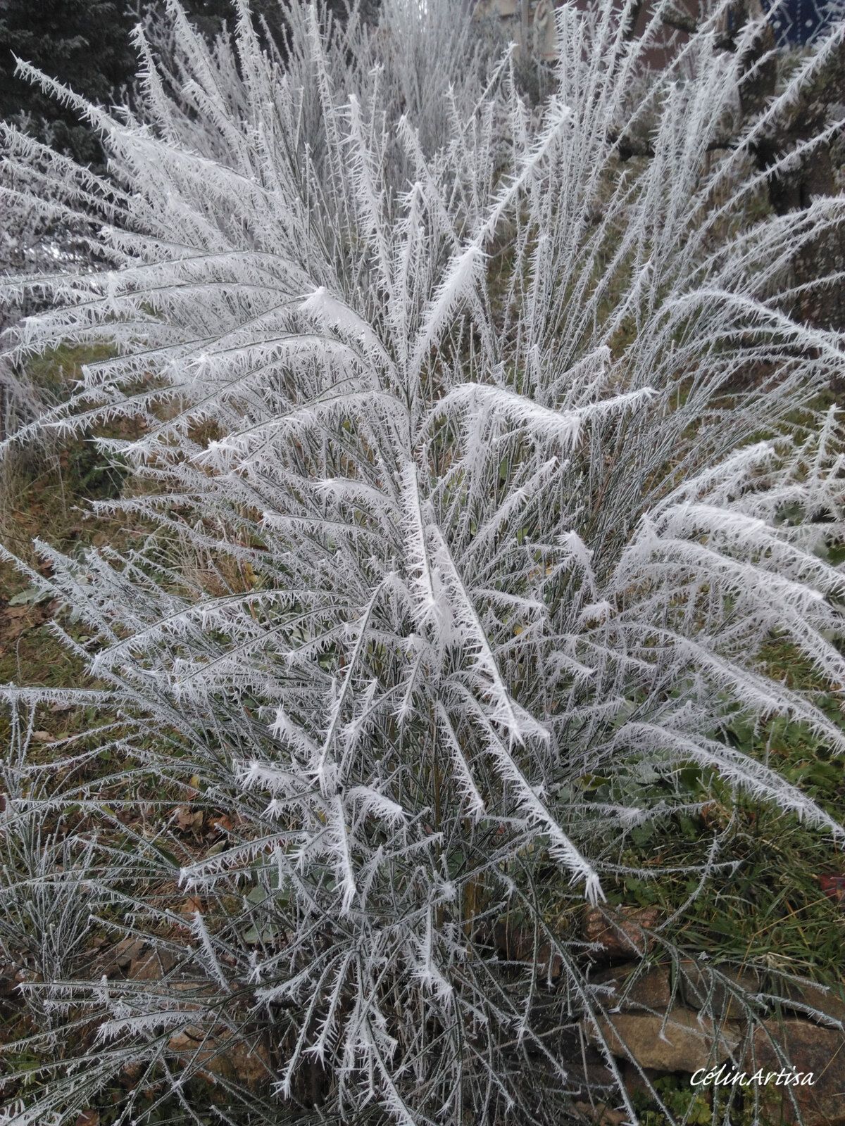 Genêt givré (photo CF)