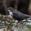 Oiseaux de Champagney et environs.