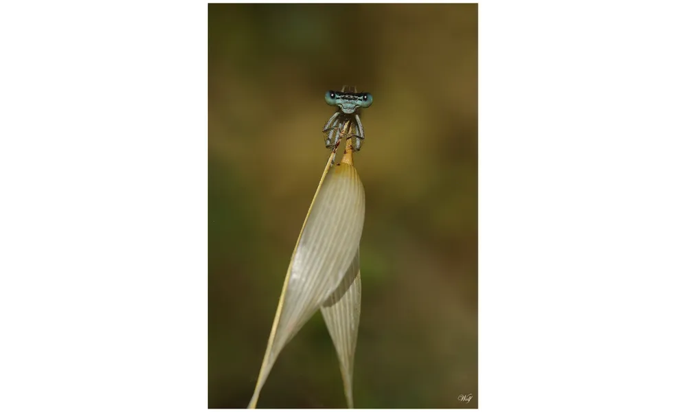 Agrion orangé d'Ardèche