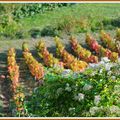 Sur le chemin des vignes @ Châteaugay