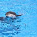 Spectacle des dauphins