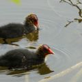 Etangs de Commelles