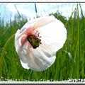 un coquelicot albinos...