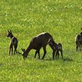 petits chamois