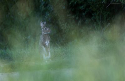 Lapin aux zerbes 