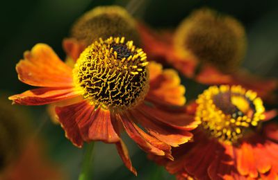 HELENIUM