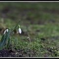 La photo du mois de janvier 2019 dans mon jardin