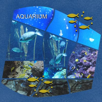 Visite de l'aquarium