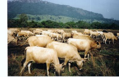 Etude d'Avant-projet de réinstallation des populations affectées par le barrage de Garafiri - Fouta Djalon - Guinée 1990