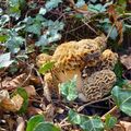Saison des champignons 2024 : le crépuscule des alvéoles