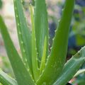 L'Aloe vera