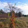 CECI EST-IL UN ARBRE?