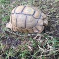 Une tortue dans la cour...