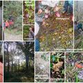 1ère sortie nature en forêt