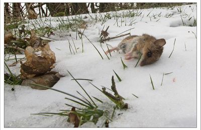 Du sang sur la neige