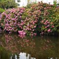 Les fleurs du dimanche