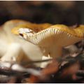 Russula Ochroleuca (Russule blanc et ocre)