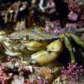 Soupe de crabes verts