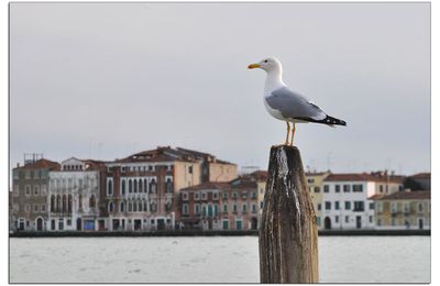 Mouette ou Goéland ?