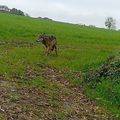 LE RETOUR DU LOUP EN NORMANDIE (suite...)