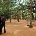 Le Banian, arbre sacré.