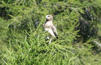 Hautes Alpes : des plantes et des oiseaux