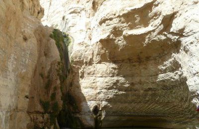 Israël 3è partie: Désert du Negev, En Avdat, Cratère de Ramon 