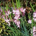 LES SCHIZOSTYLIS (OU LYS DES CAFRES)