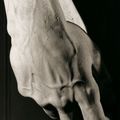 Michel Ange, David (détail). 