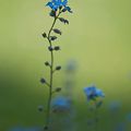 jardin en bleu !!!