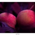 Les fruits du pêcher en Brocéliande